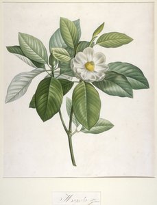 Magnolia Glauca, from Description des Plantes Rares Cultivees a Malmaison et a Navarre, 1813